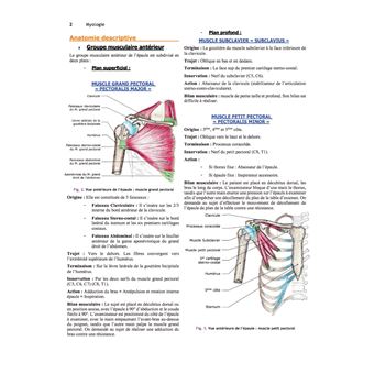 Anatomie descriptive et topographique des membres