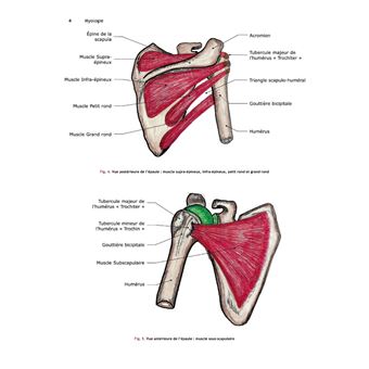 Anatomie descriptive et topographique des membres