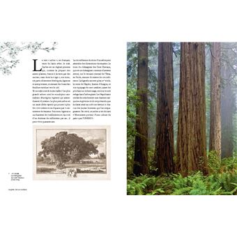 Auprès de nos arbres