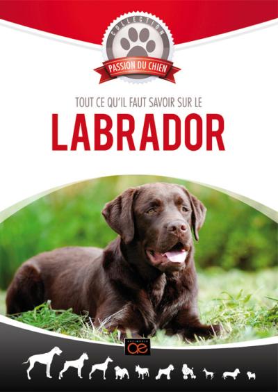 Passion du chien : Labrador