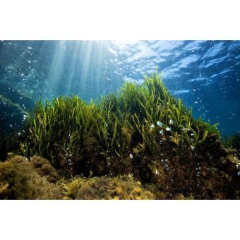 Une course pour la planète