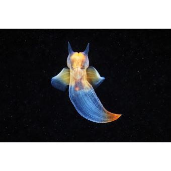 Une course pour la planète