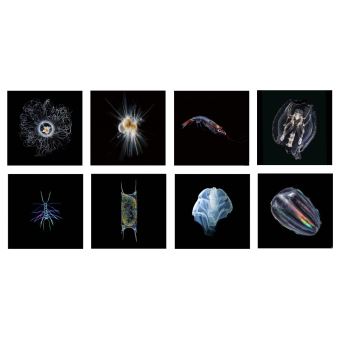 Une course pour la planète