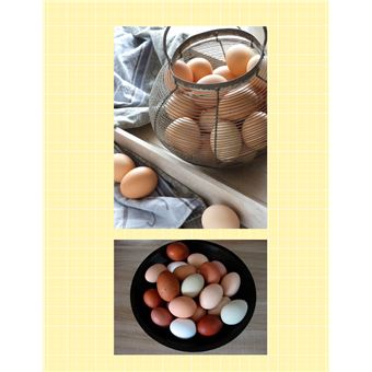 J'adopte mes premières poules