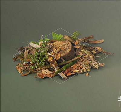 Forest Floor