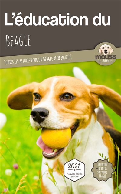 L'éducation du Beagle