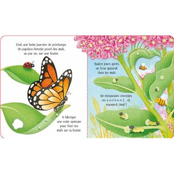 Le papillon - Le cycle de la vie