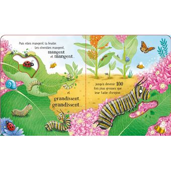 Le papillon - Le cycle de la vie