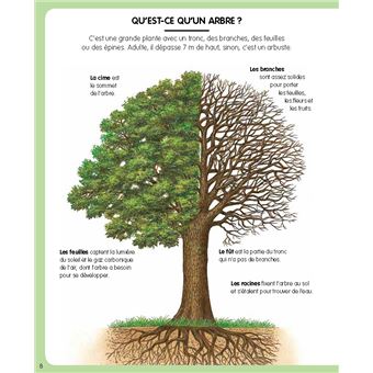 L'imagerie de la forêt (interactive)