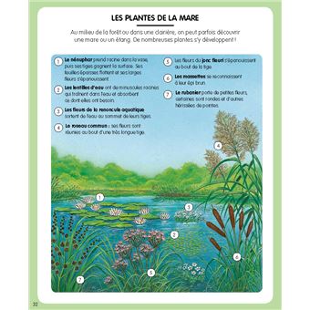 L'imagerie de la forêt (interactive)