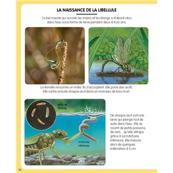 L'imagerie de la forêt (interactive)