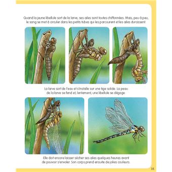 L'imagerie de la forêt (interactive)