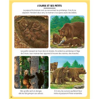 L'imagerie de la forêt (interactive)