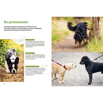 Pourquoi mon chien fait-il ça?