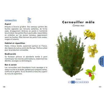 Le Petit Guide des plantes à abeilles - 70 espèces mellifères à découvrir