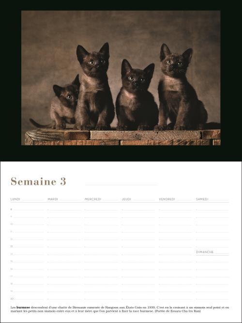 Chats : calendrier perpétuel 52 semaines de Yann Arthus-Bertrand
