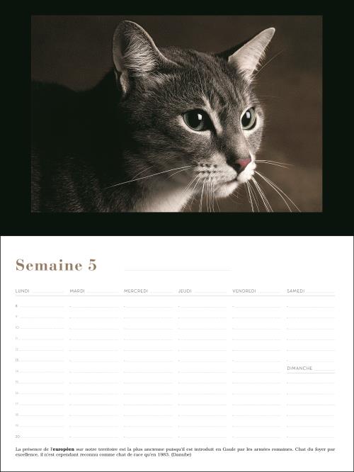 Chats : calendrier perpétuel 52 semaines de Yann Arthus-Bertrand