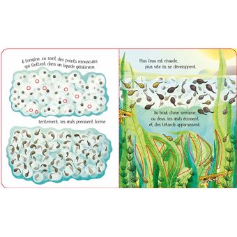 La grenouille - Le cycle de la vie