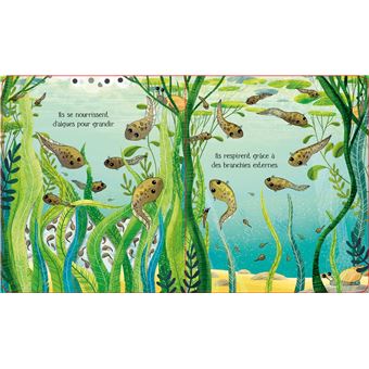 La grenouille - Le cycle de la vie