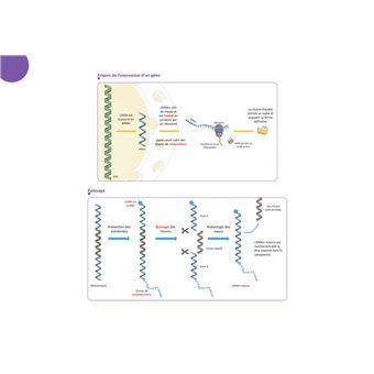 Diplôme Infirmier - IFSI - Cartes mentales - UE 2.1 - Biologie fondamentale