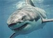 Requin - Puzzle photo