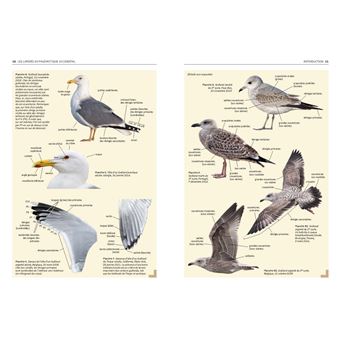 Les Laridés du paléarctique occidental