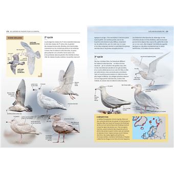 Les Laridés du paléarctique occidental