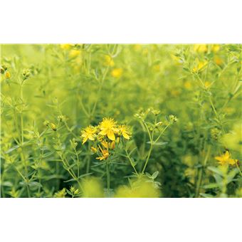 Les bonnes plantes