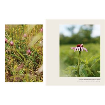 Les bonnes plantes