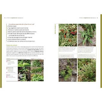 Les Bases de la botanique de terrain