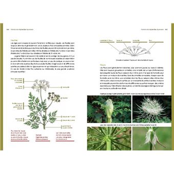 Les Bases de la botanique de terrain