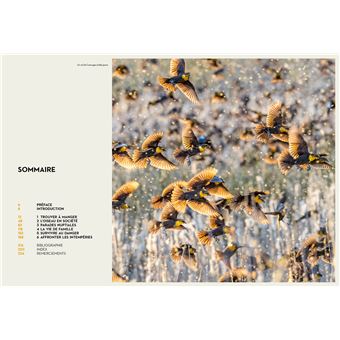 Le secret des oiseaux