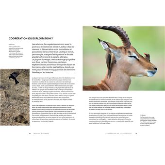 Le secret des oiseaux