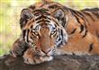 Tigre - Puzzle photo