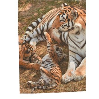 Défis nature   Premières lectures   Un petit tigre audacieux