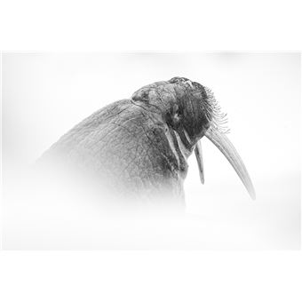 Toundra (livre plus film)