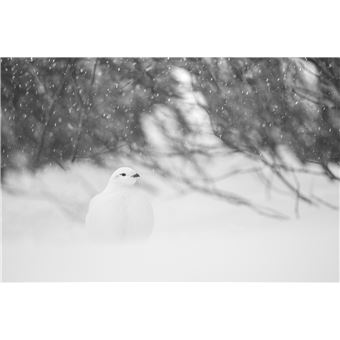 Toundra (livre plus film)