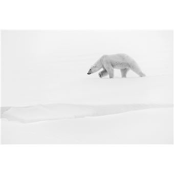 Toundra (livre plus film)