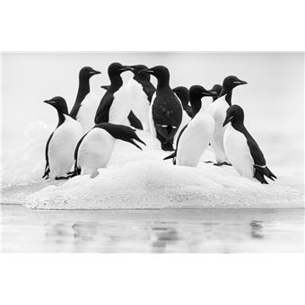 Toundra (livre plus film)