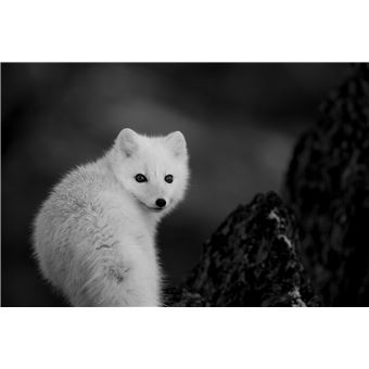 Toundra (livre plus film)