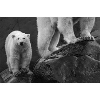 Toundra (livre plus film)