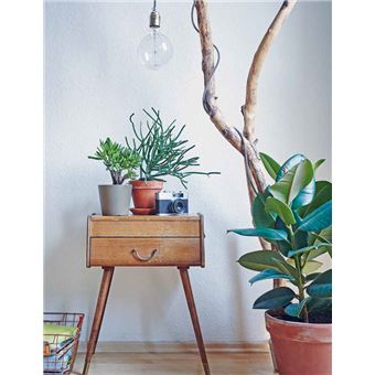 Choisissez vos plantes dépolluantes pour un intérieur sain et serein