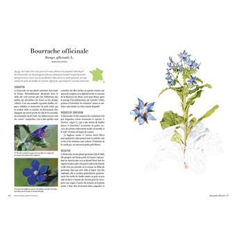 Le chemin des herbes - Du Midi à l'Atlantique : identifier et utiliser 80 plantes sauvages médicinal