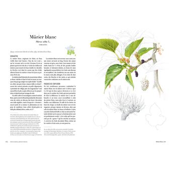 Le chemin des herbes - Du Midi à l'Atlantique : identifier et utiliser 80 plantes sauvages médicinal