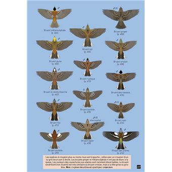 Cahier d'identification des Passereaux d'Europe en vol