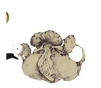Ape of Naples