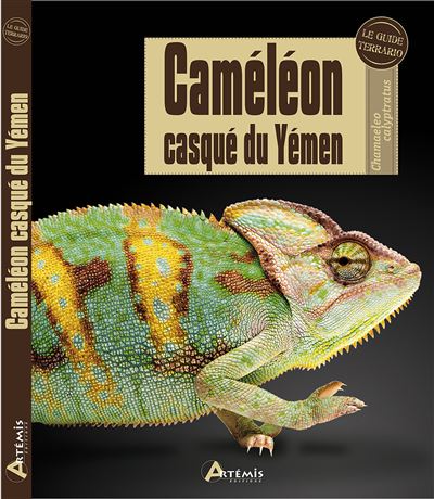 Caméléon casqué du Yémen