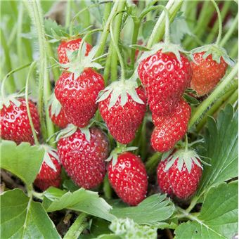 Envie de tout planter dans mon potager