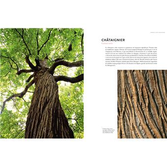 Écorces - Voyage dans l'intimité des arbres du monde