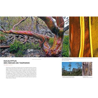 Écorces - Voyage dans l'intimité des arbres du monde